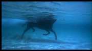 Preview Image for Screenshot from Black Stallion, The