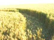 Preview Image for Screenshot from Circlespeak: A Journey into the Heart of Crop Circle Country